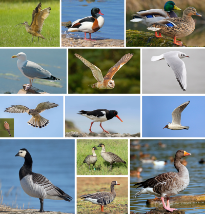 birds-all-compilation.png